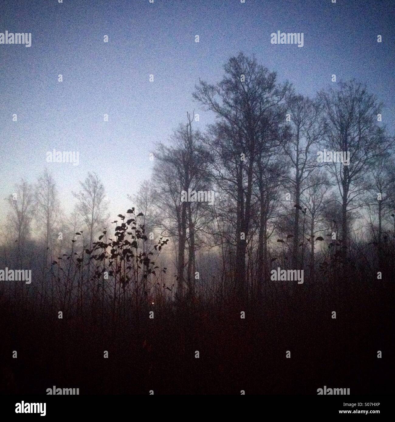 First light on a cold misty winter morning in a city park - Smartphone Captured Stock Image