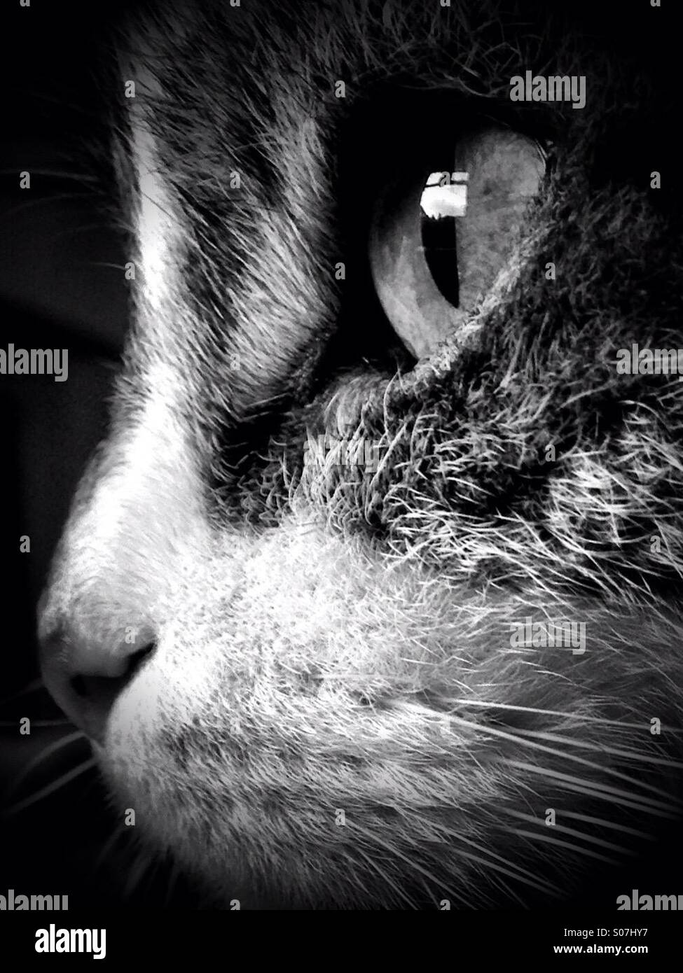 Profile of cats face. Black and white. Stock Photo