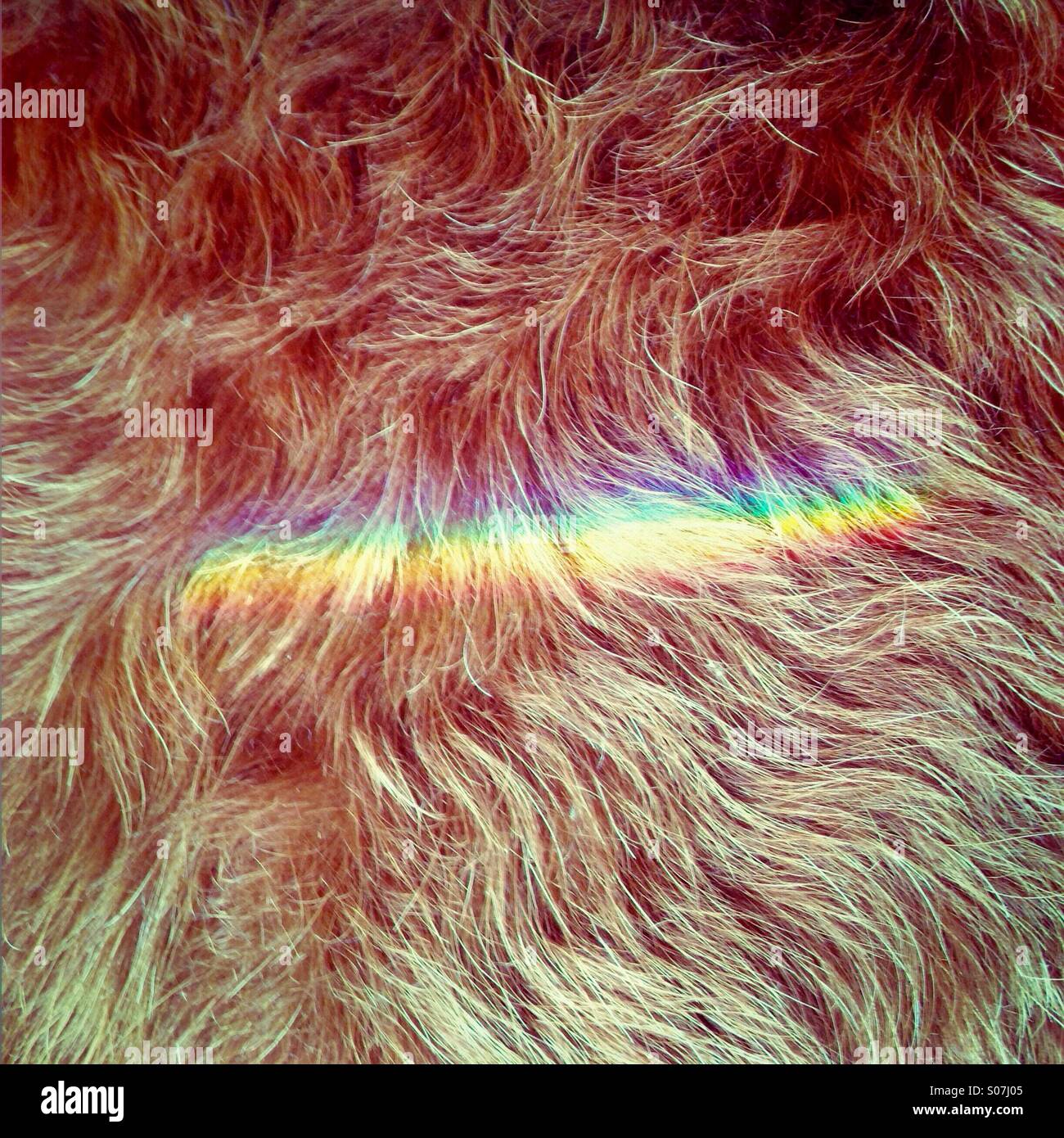 Rainbow flag superimposed on brown fur - Smartphone Captured Stock Image