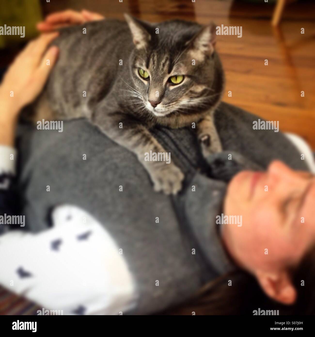 A cat relaxes on the chest of a person in Colonia Roma, Mexico City ...
