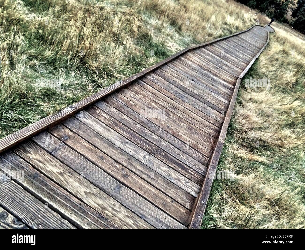 Boardwalk through meadow, Yosemite National Park, California - Smartphone Captured Stock Image