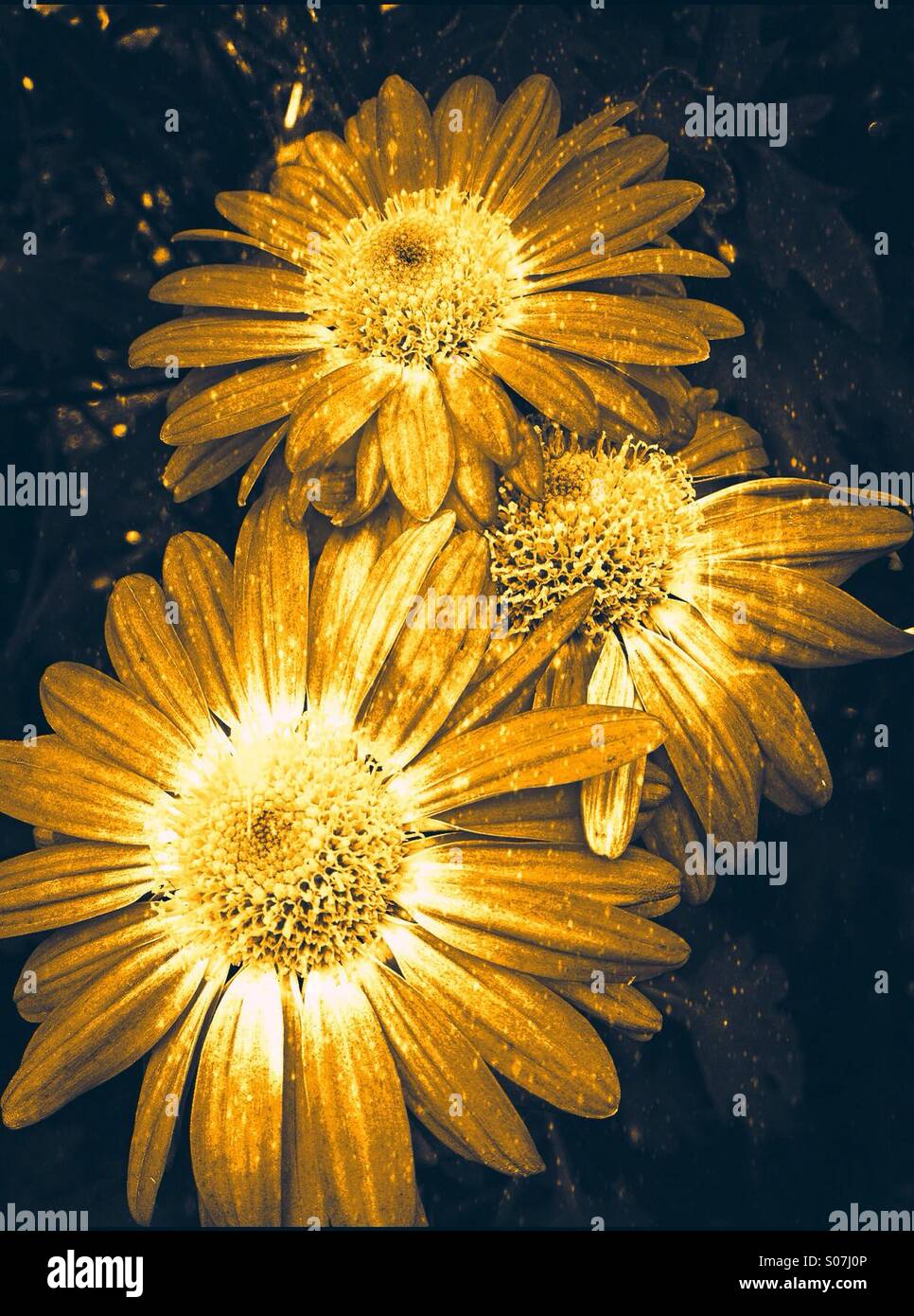 Close up of chrysanthemums Stock Photo