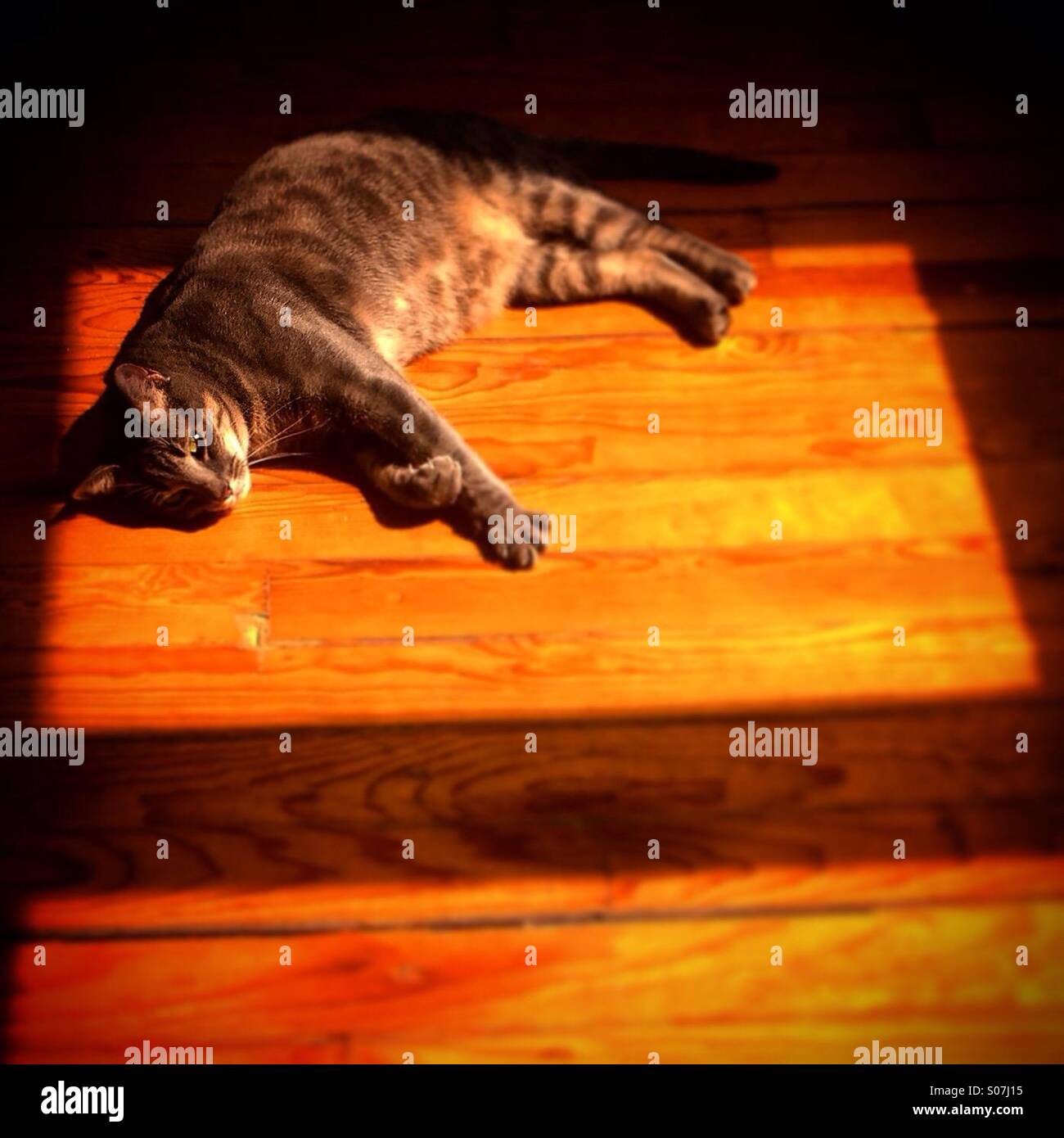 A female cat sunbathes in a home of Colonia Roma,Mexico City,Mexico - Smartphone Captured Stock Image