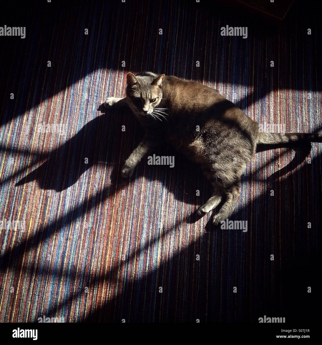 A female cat sunbathes in a carpet in a home of Colonia Roma, Mexico City, Mexico - Smartphone Captured Stock Image