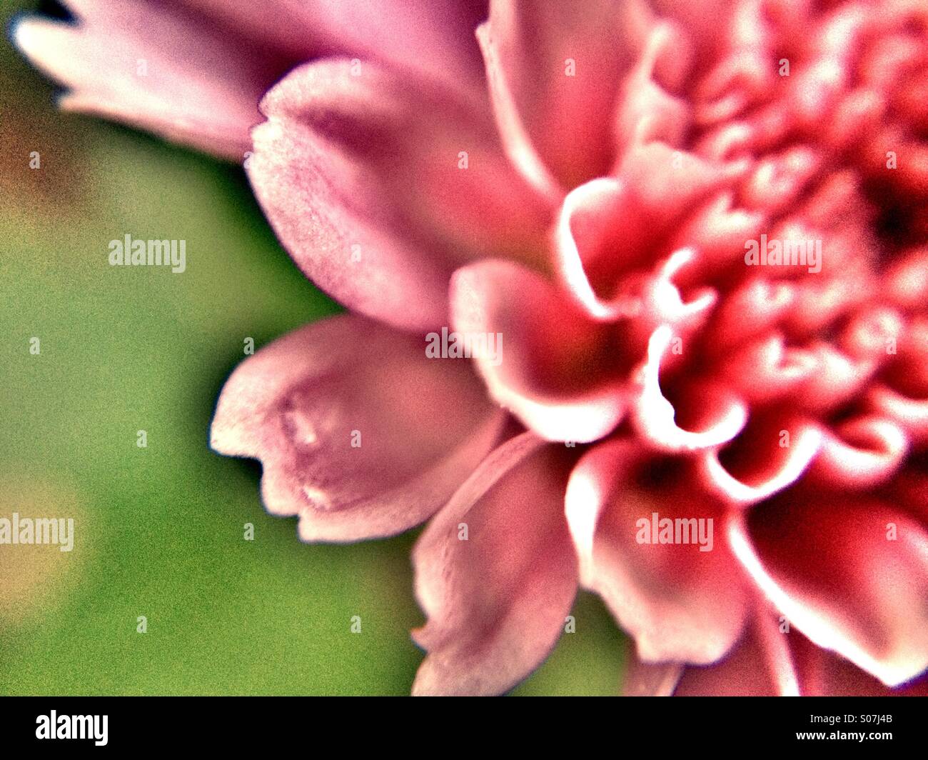 Chrysanthemum flower - Smartphone Captured Stock Image
