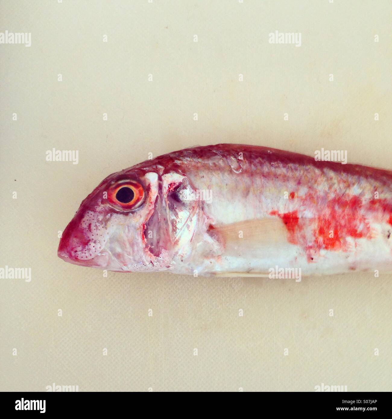 Goatfish close up Stock Photo