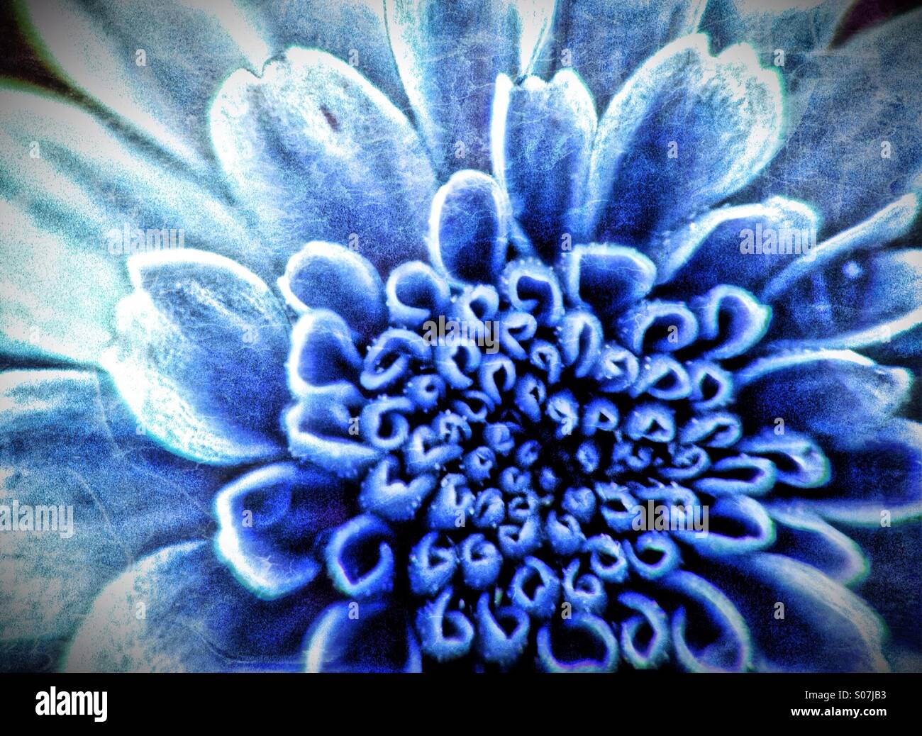 Colour effect on a chrysanthemum flower Stock Photo Alamy