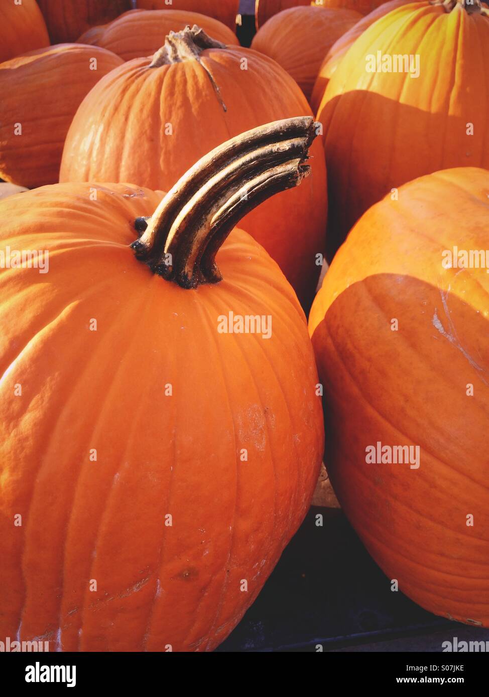 Pumpkins for sale before Halloween. Stock Photo