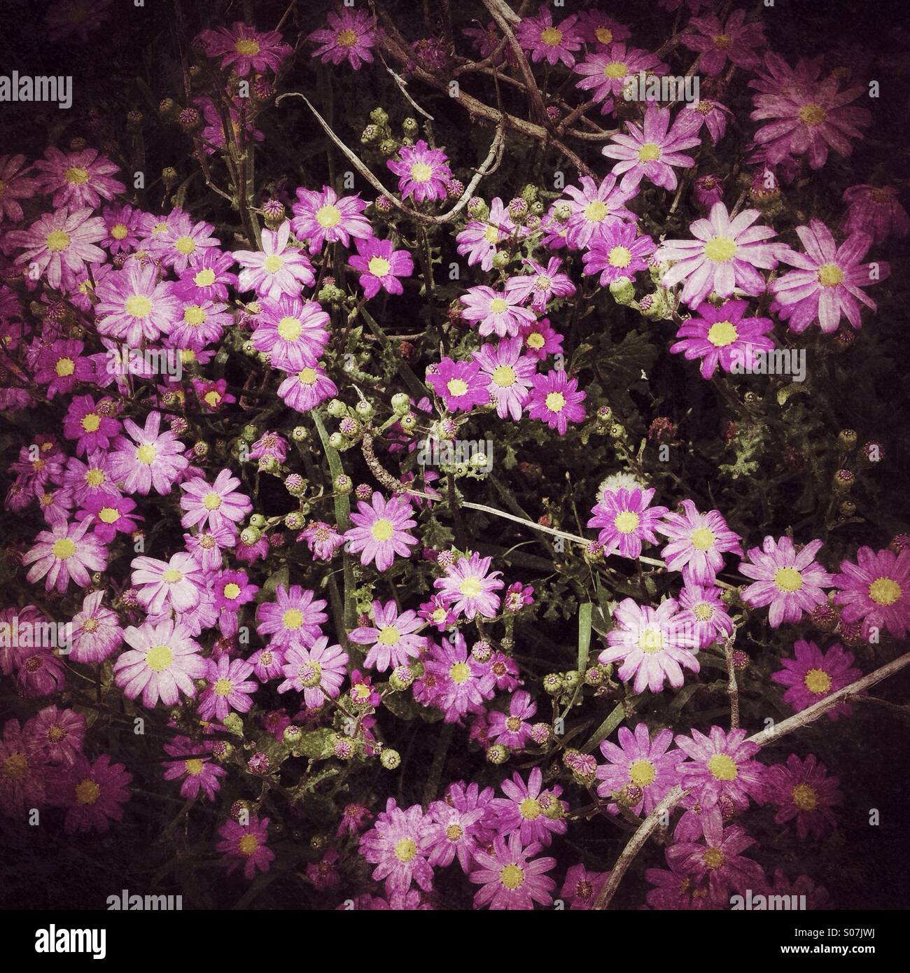 Flowers in darkness Stock Photo Alamy