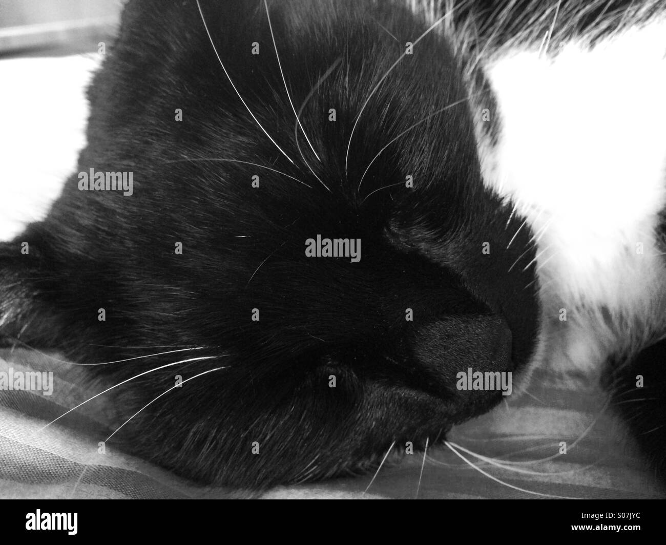 Black and white cat sleeping Stock Photo Alamy