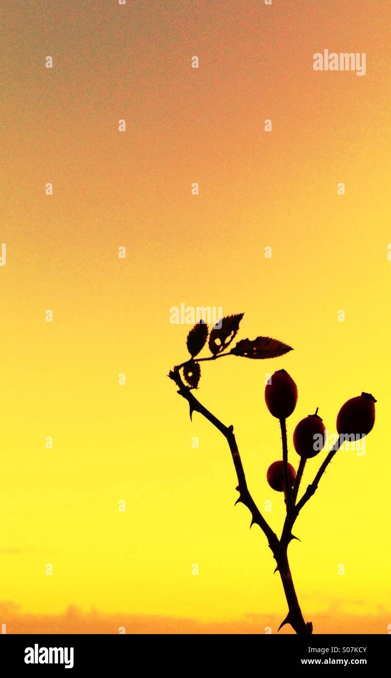 Berries and torn leaves silhouetted against sunset. Stock Photo