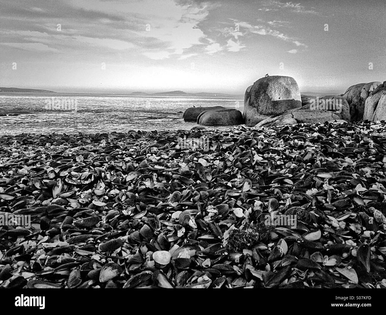 Sea shells on coastline Stock Photo Alamy
