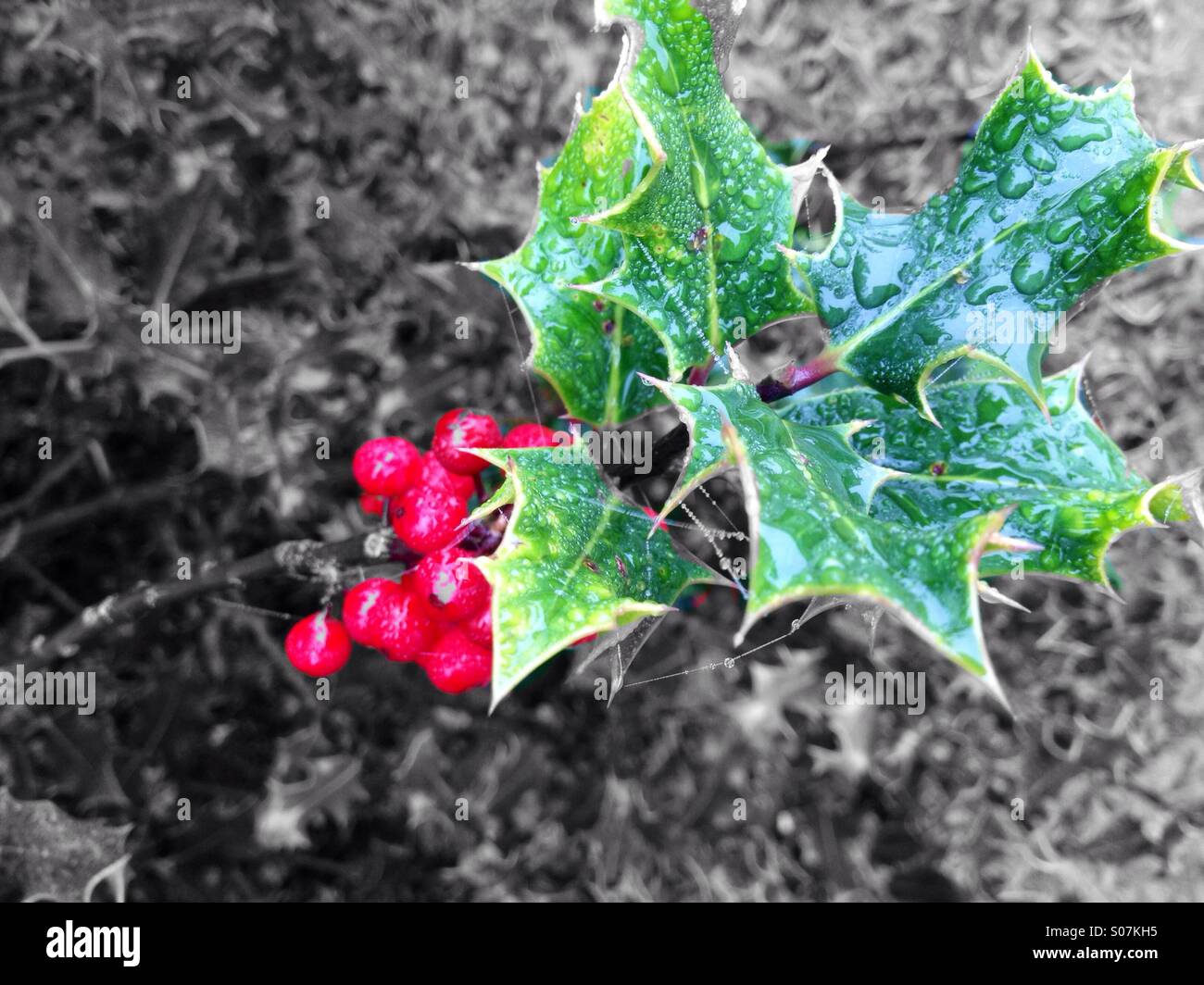 Colour popped holly and berries - Smartphone Captured Stock Image