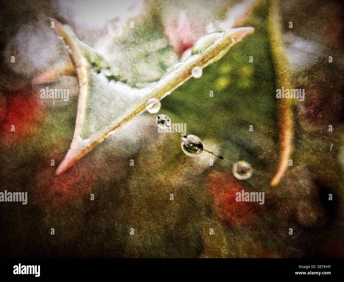 Dew drops on a spiders web attached to a holly leaf - Smartphone Captured Stock Image