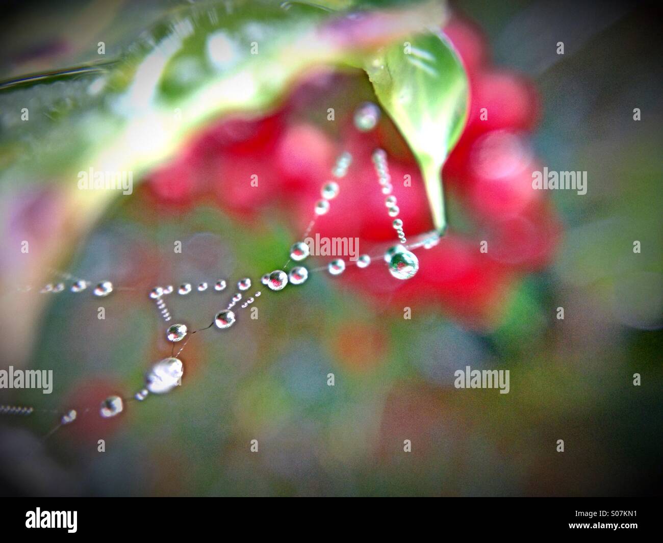 Dew drops on holly leaf - Smartphone Captured Stock Image