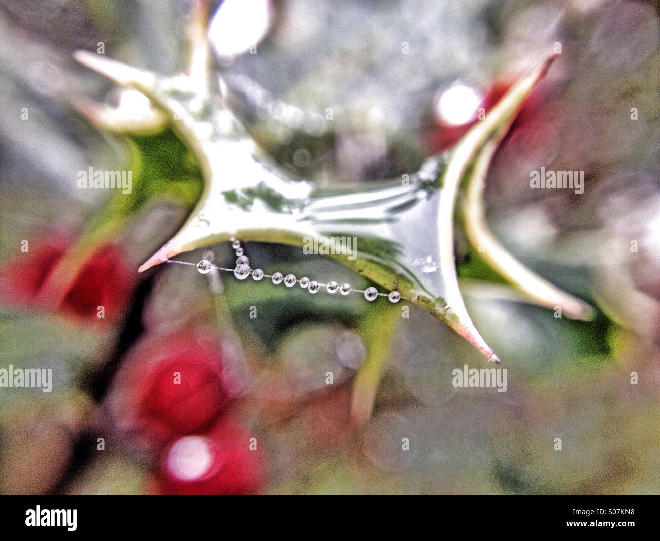 Cobweb with dew hanging to a holly leaf - Smartphone Captured Stock Image