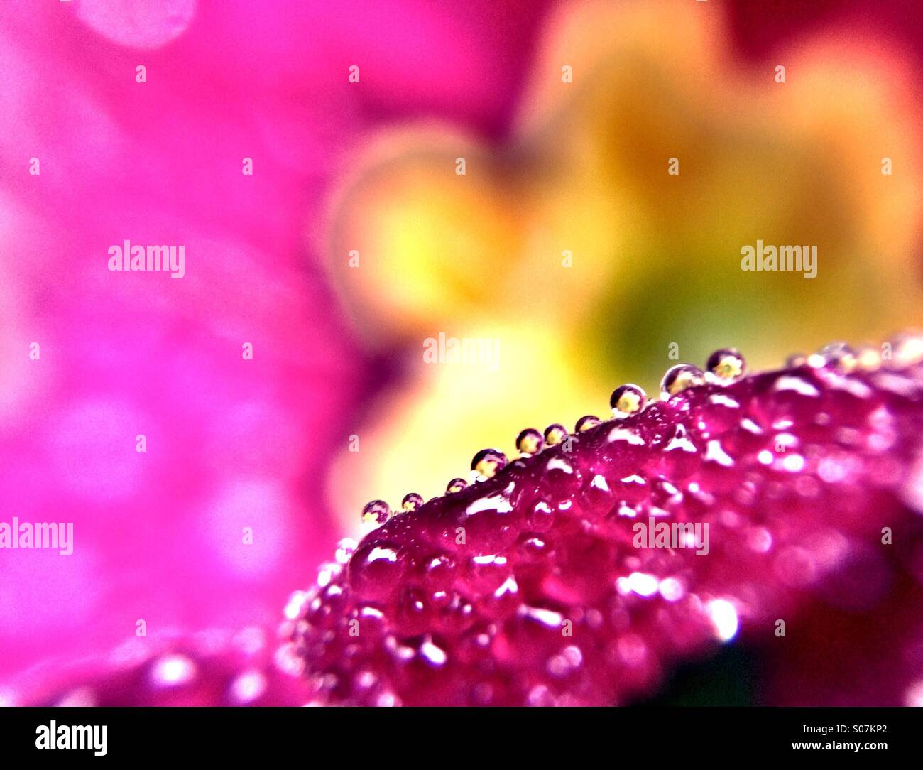 Dew drops on primula petal with a flower reflection in each one - Smartphone Captured Stock Image