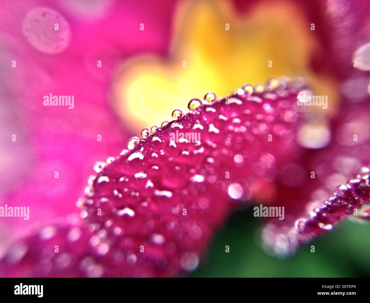 Flower reflections in dew drops - Smartphone Captured Stock Image