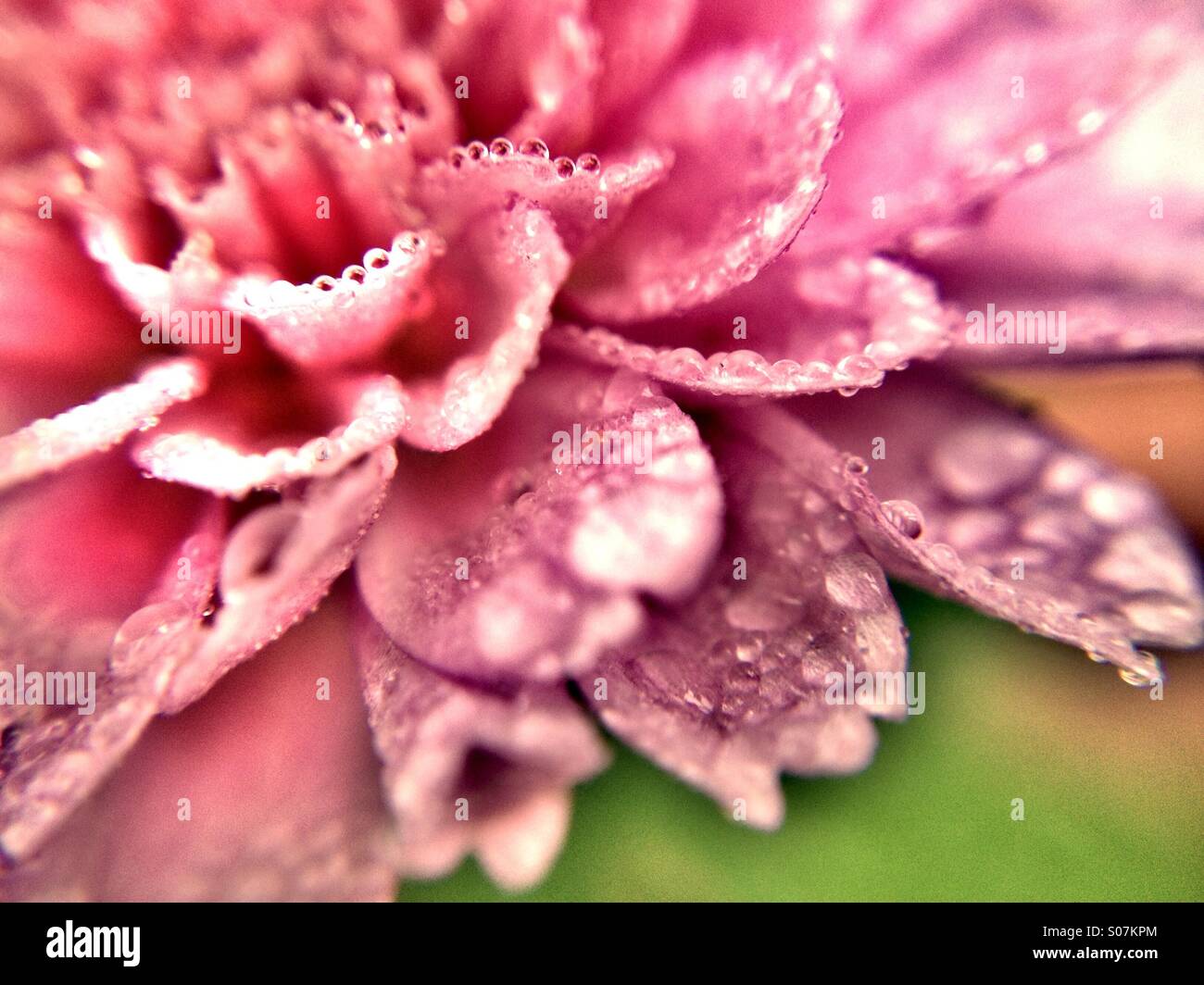 Dew on chrysanthemum - Smartphone Captured Stock Image