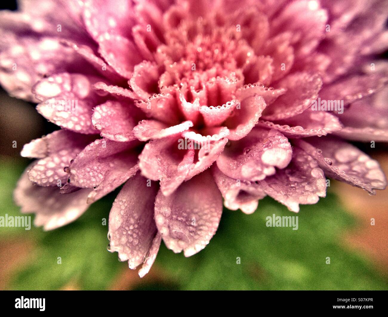 Dew on chrysanthemum - Smartphone Captured Stock Image