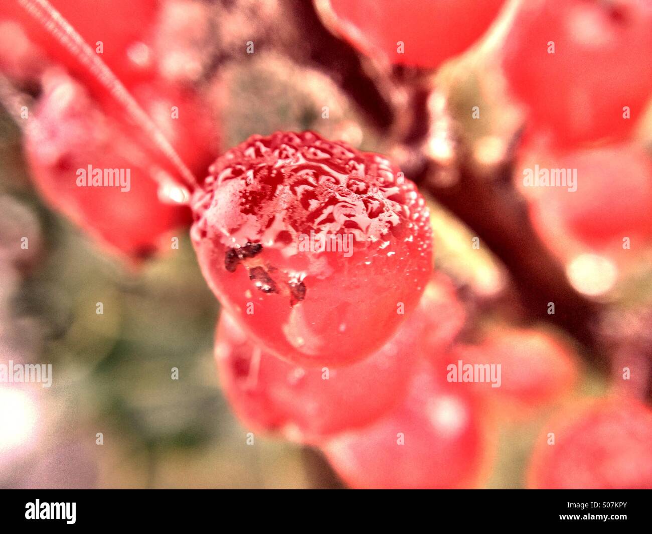 Dew on holly berries - Smartphone Captured Stock Image