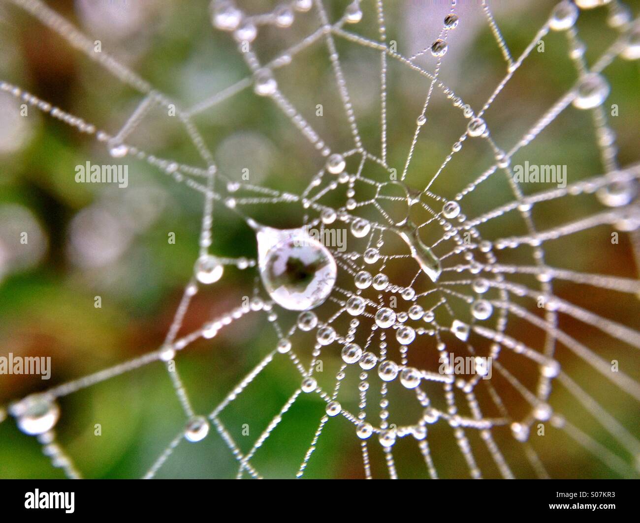 Dew on cobweb - Smartphone Captured Stock Image