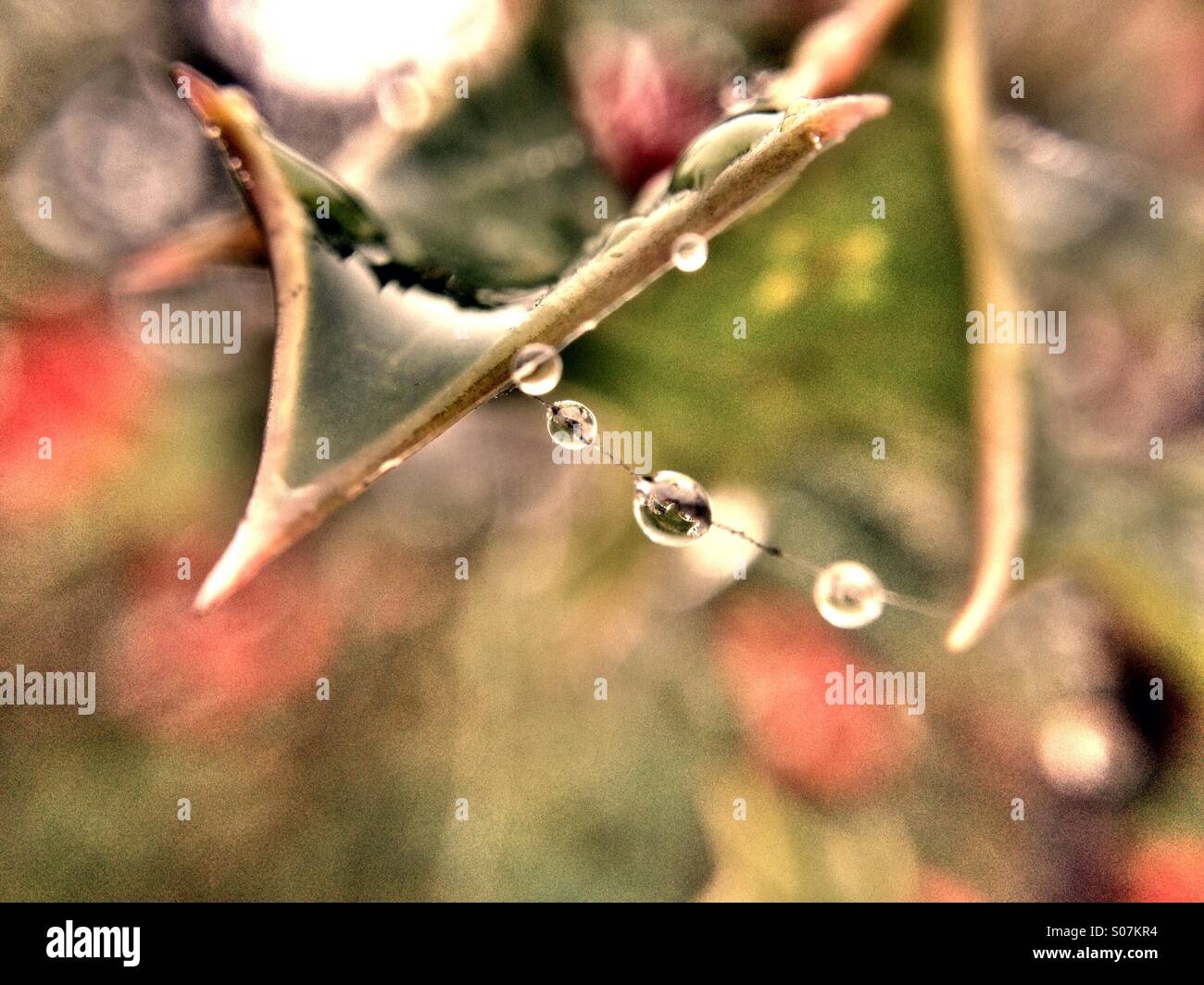 Dew on a cob web clung to holly leaf - Smartphone Captured Stock Image