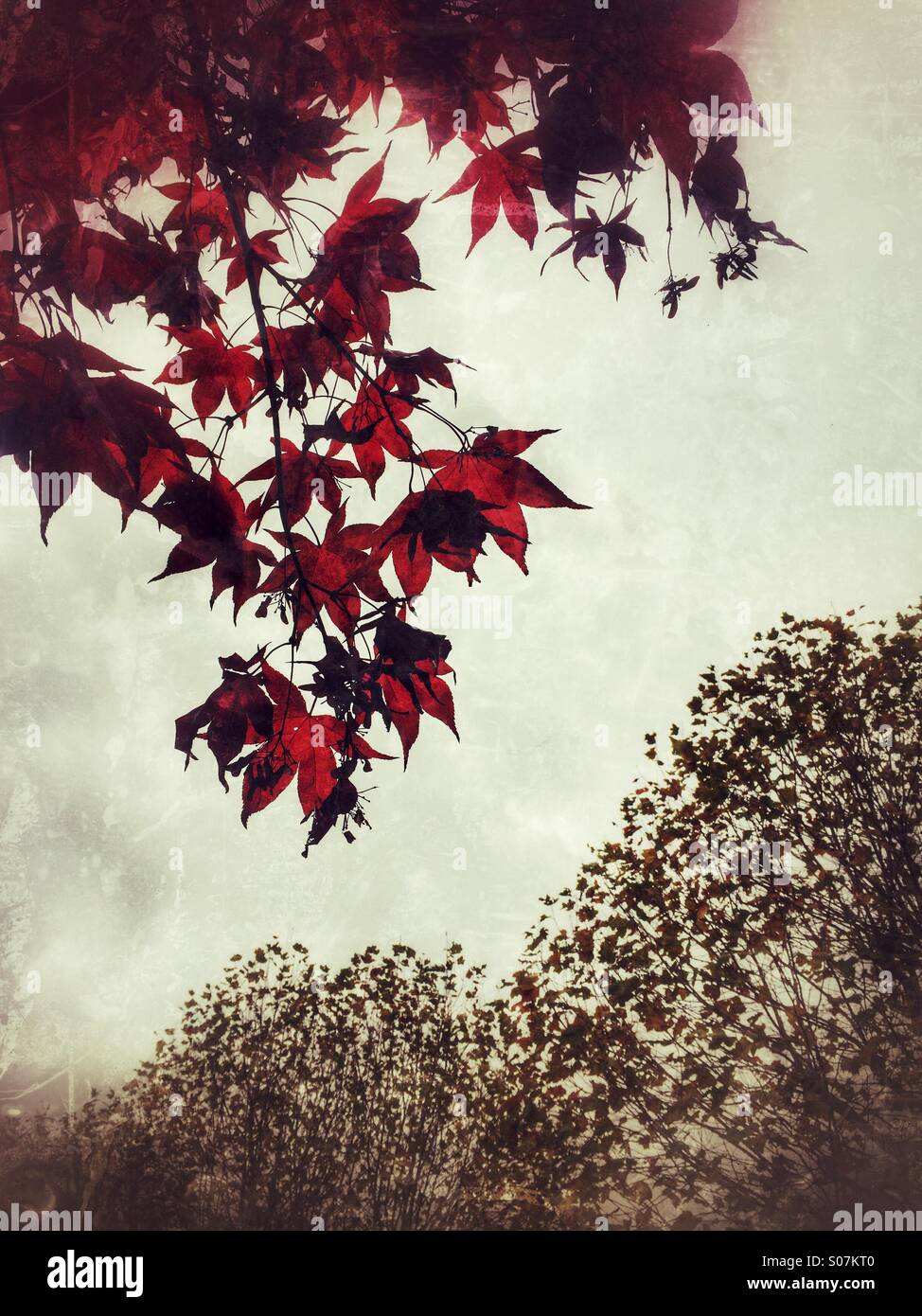 Red Leaves on a tree. - Smartphone Captured Stock Image