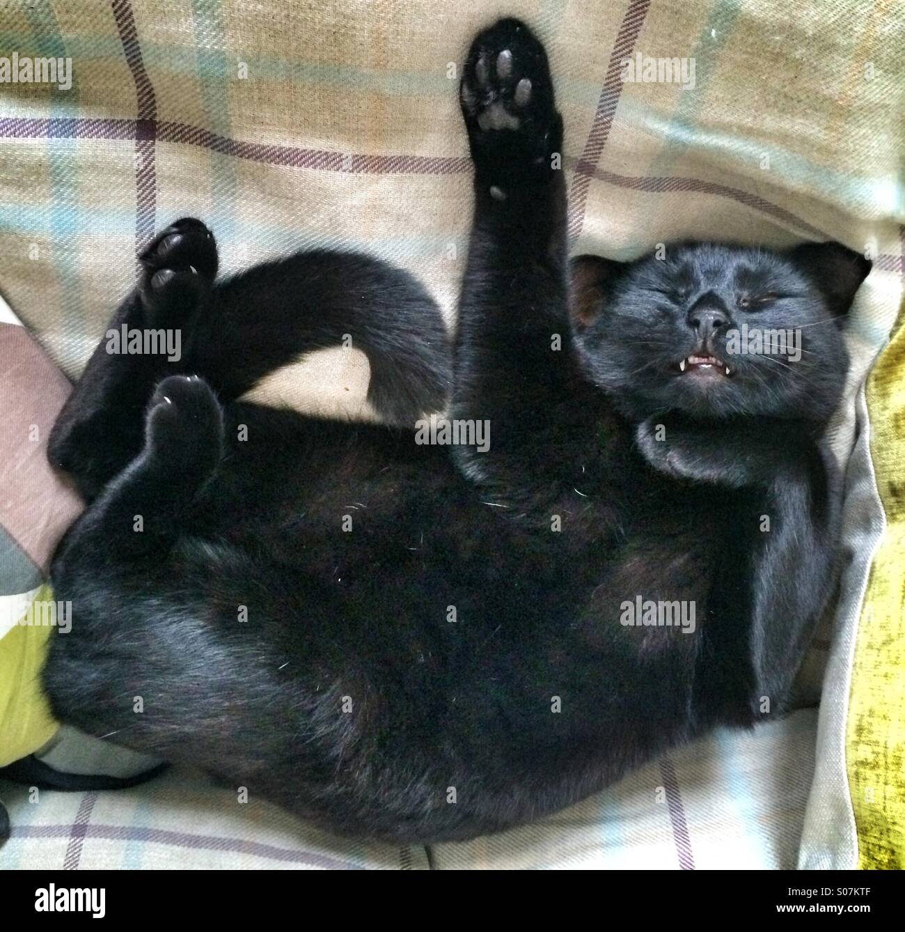 A black cat fast asleep - Smartphone Captured Stock Image