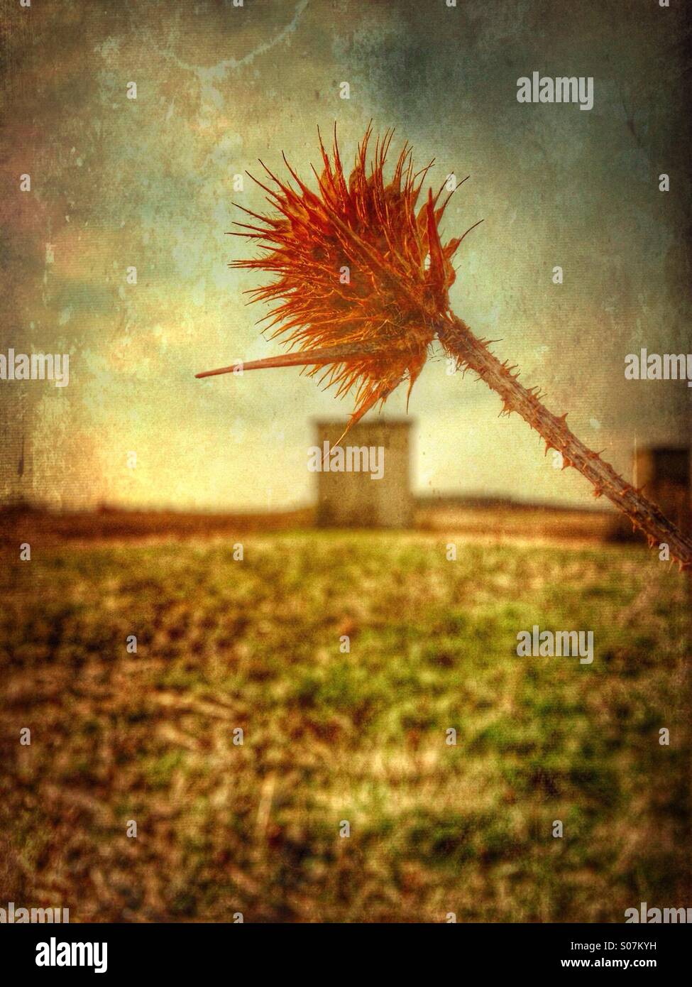 A peeking thistle. - Smartphone Captured Stock Image