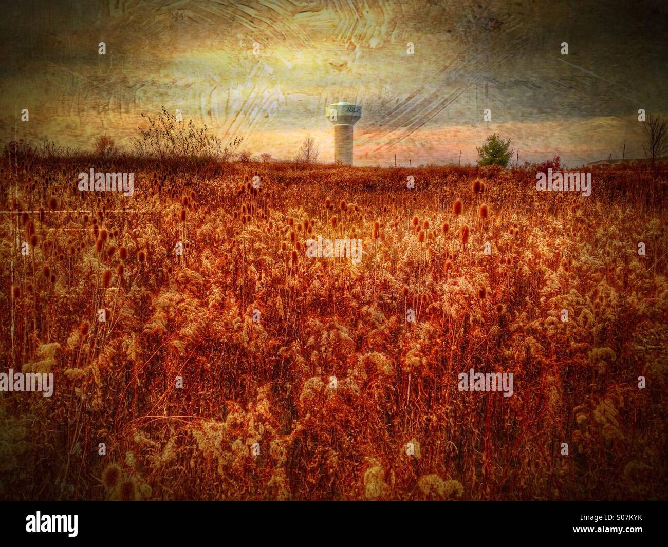 A field of dry weeds with a reservoir in the distance. - Smartphone Captured Stock Image