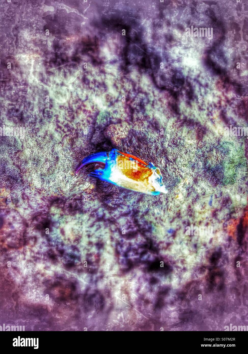 Blue Nippers nipper, lost on the rocks in Northern Australia. - Smartphone Captured Stock Image