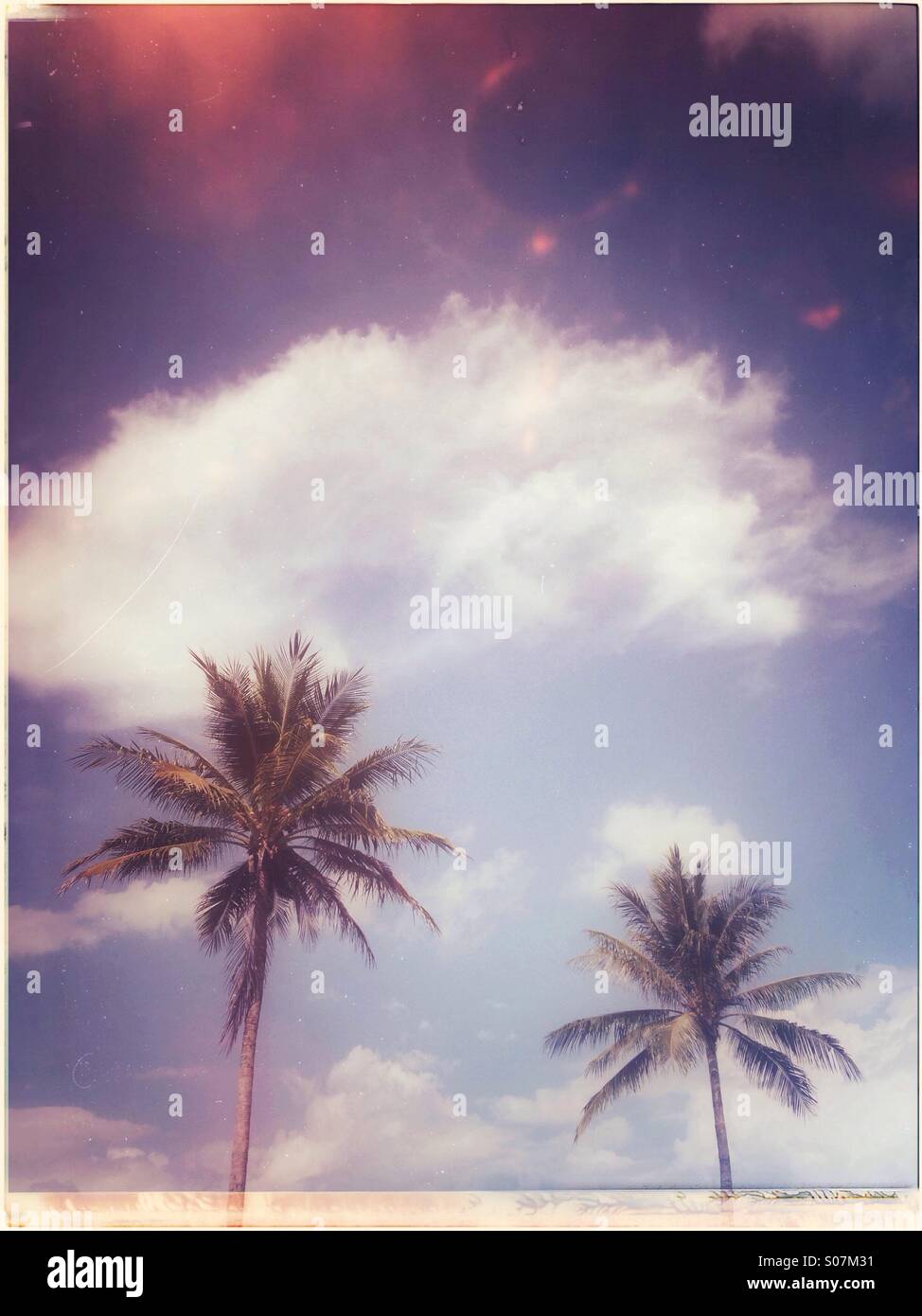 Palm trees tropics hi-res stock photography and images - Alamy