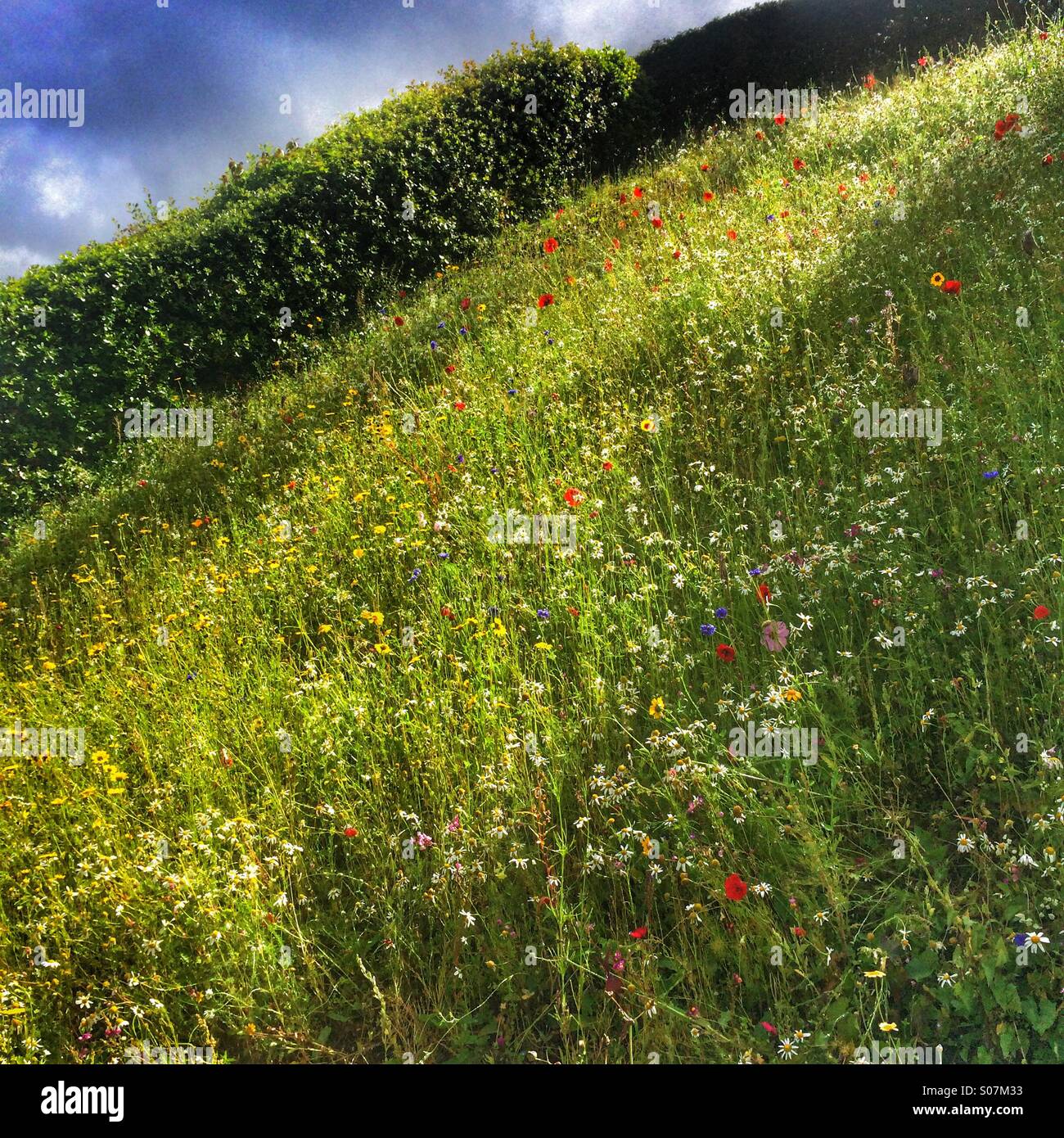A wild flower meadow Stock Photo - Alamy
