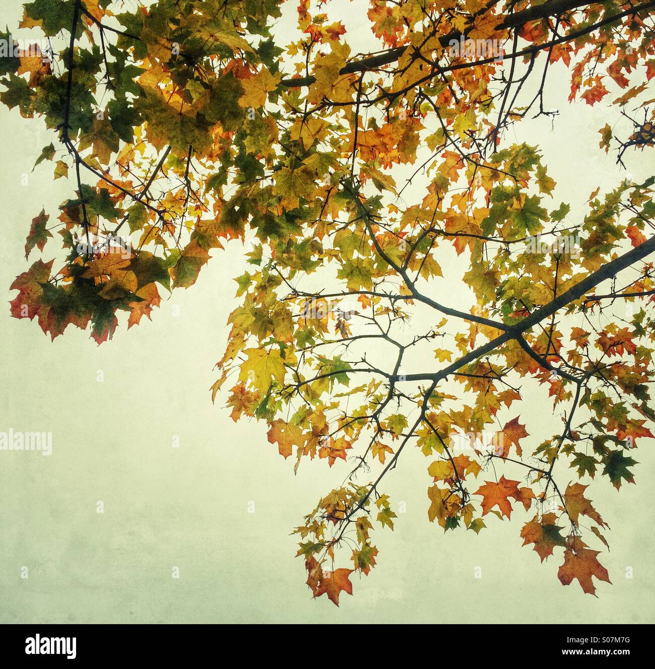 Autumnal trees and leaves. - Smartphone Captured Stock Image