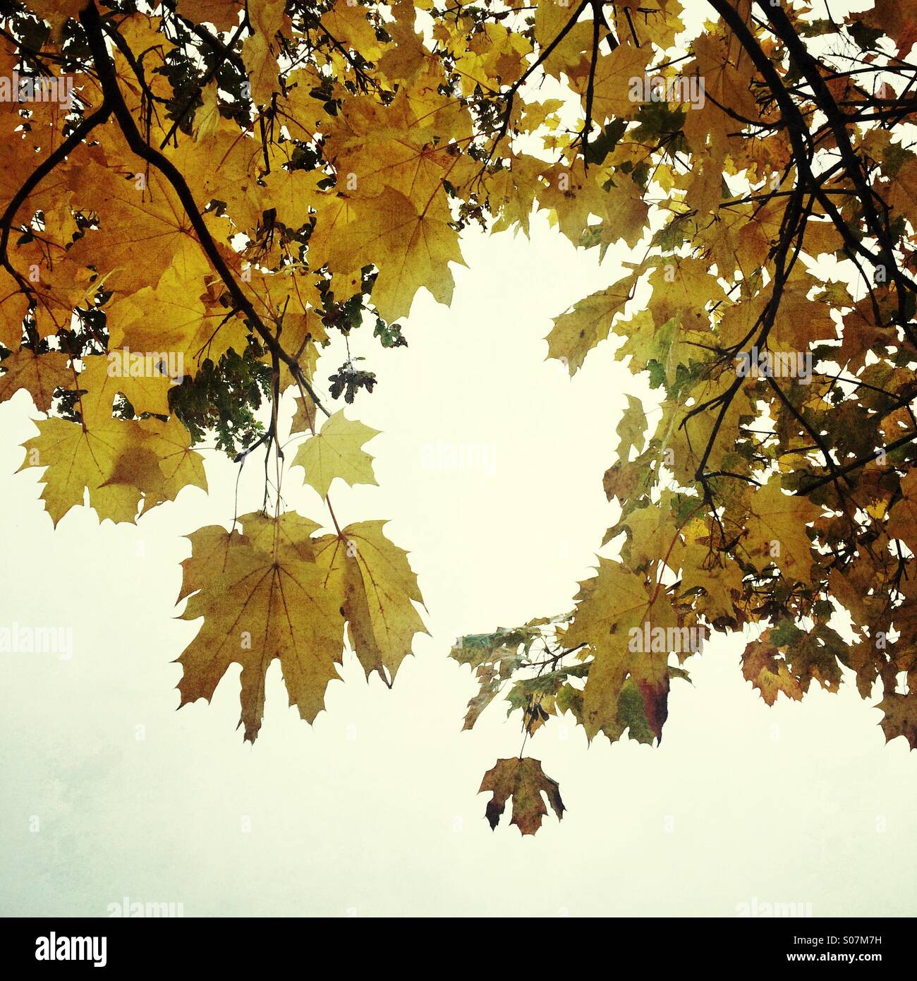 Leaves changing colour in Autumn. - Smartphone Captured Stock Image