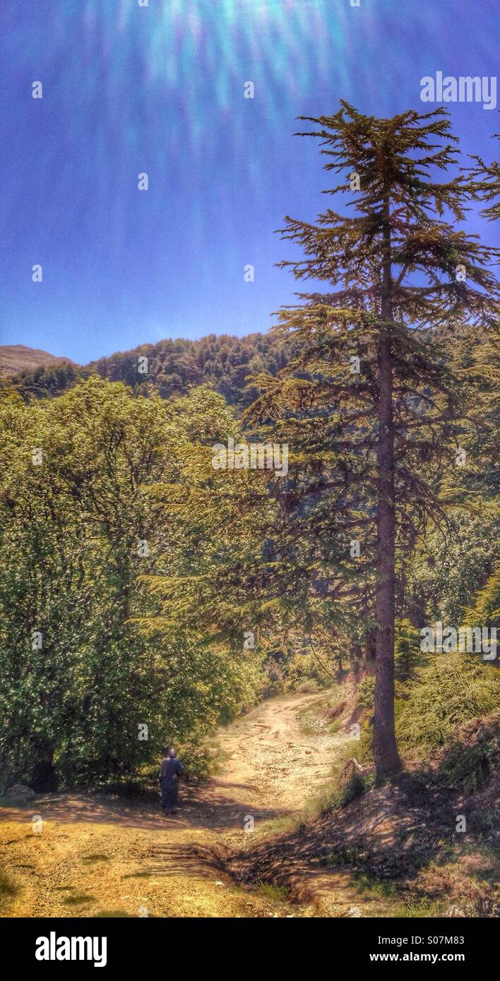 Veiled Woman Walking Lonely in the forest - Lebanon - Smartphone Captured Stock Image
