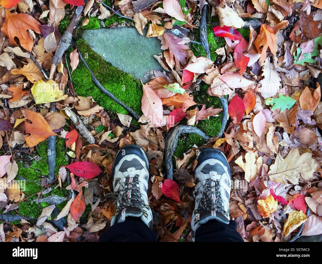 Looking down in autumn while hiking with fall foliage, moss and roots underfoot in New Jersey, USA Stock Photo