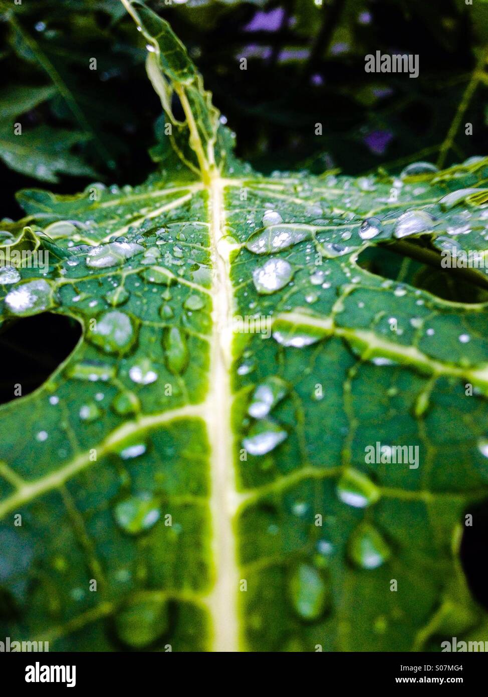 Water in papaya leaves Stock Photo Alamy