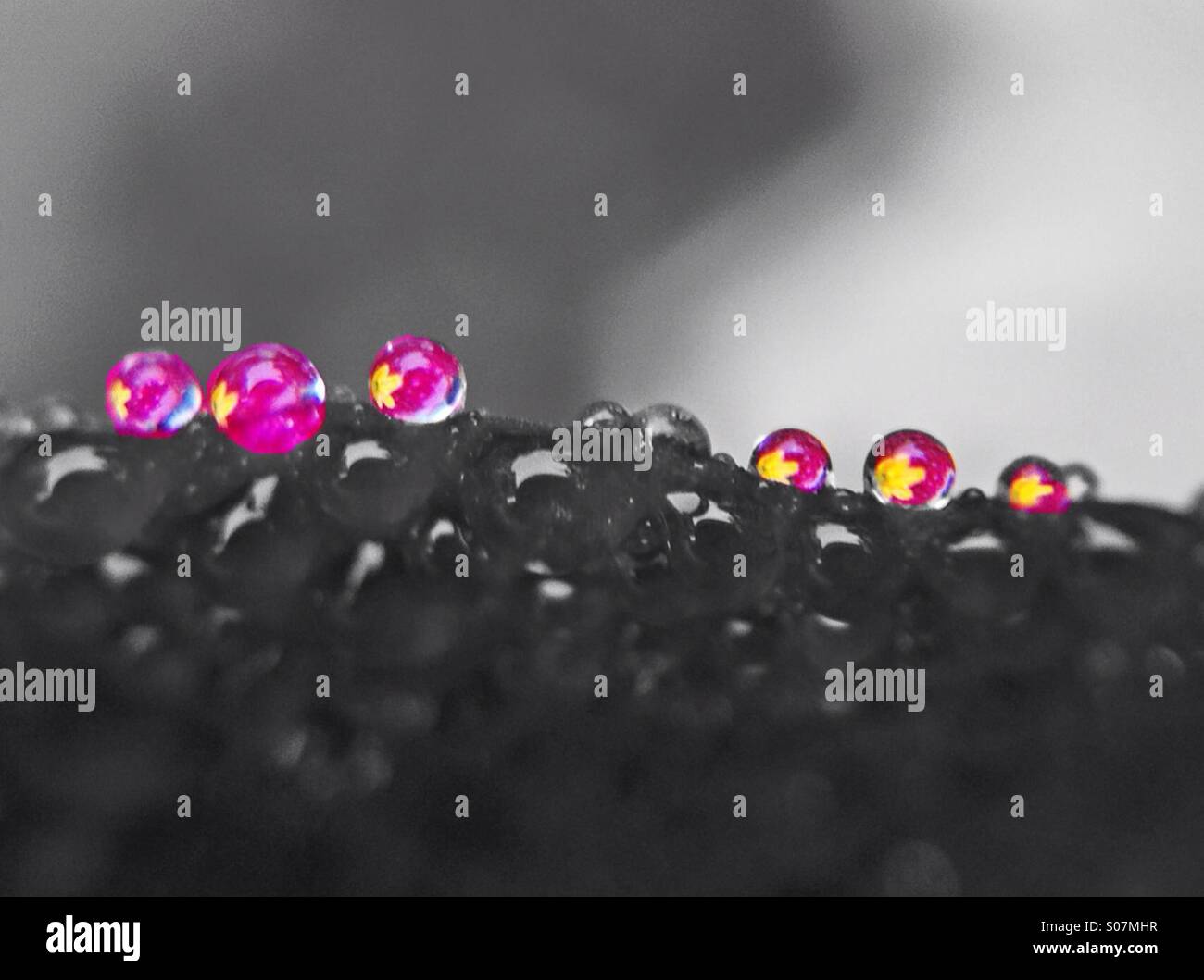 Colour popped photo of primrose flower reflection in dew drops - Smartphone Captured Stock Image