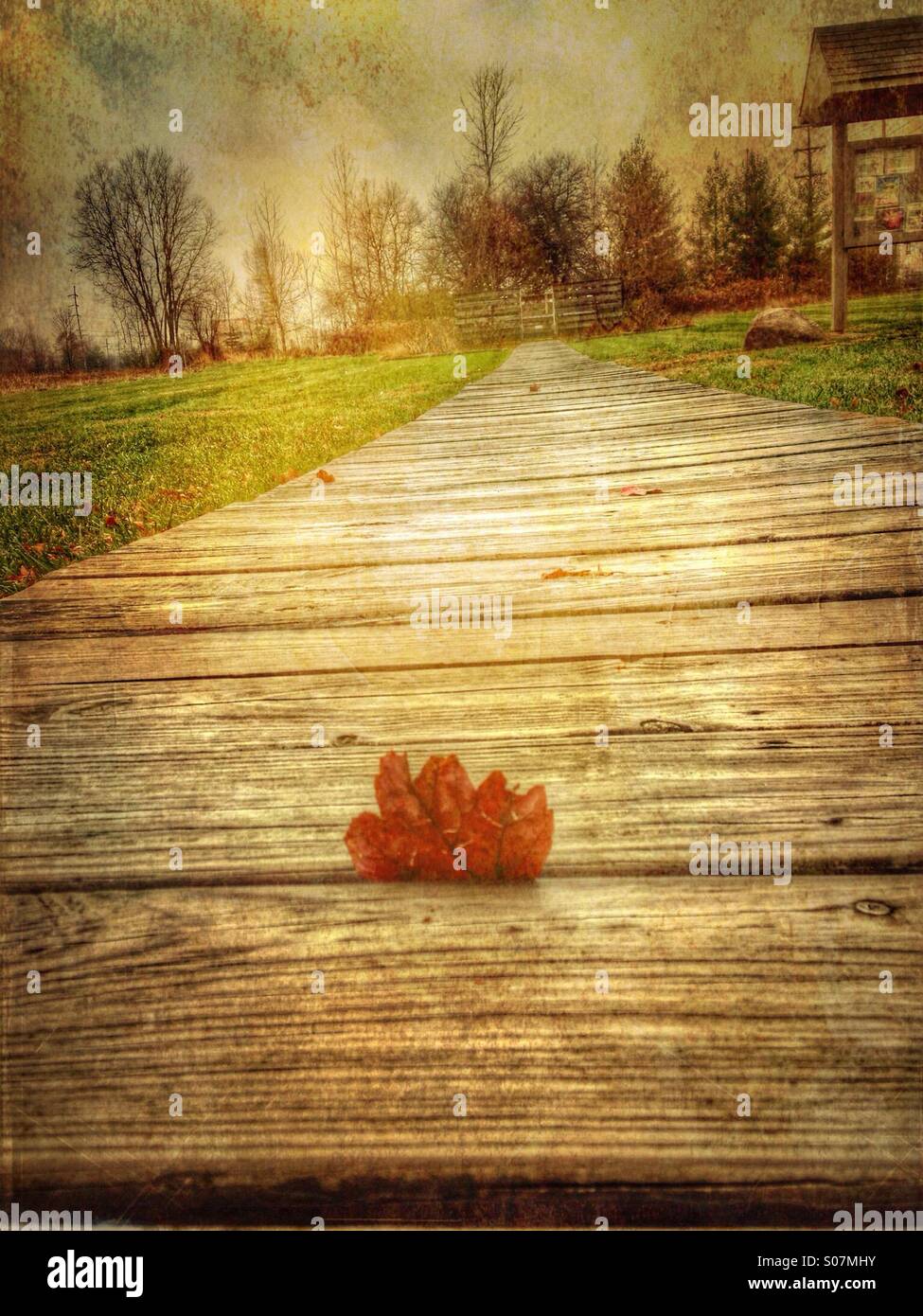 An autumn leaf between wooden planks. - Smartphone Captured Stock Image
