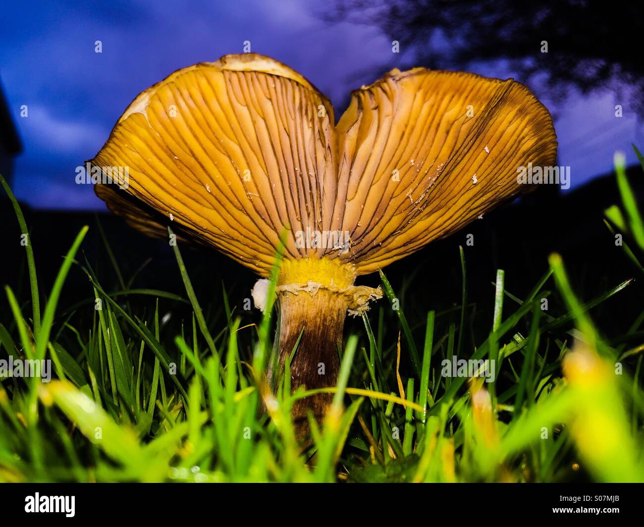 A large Slippery Jack mushroom. Also known as a Sticky Bun Fungus, its
