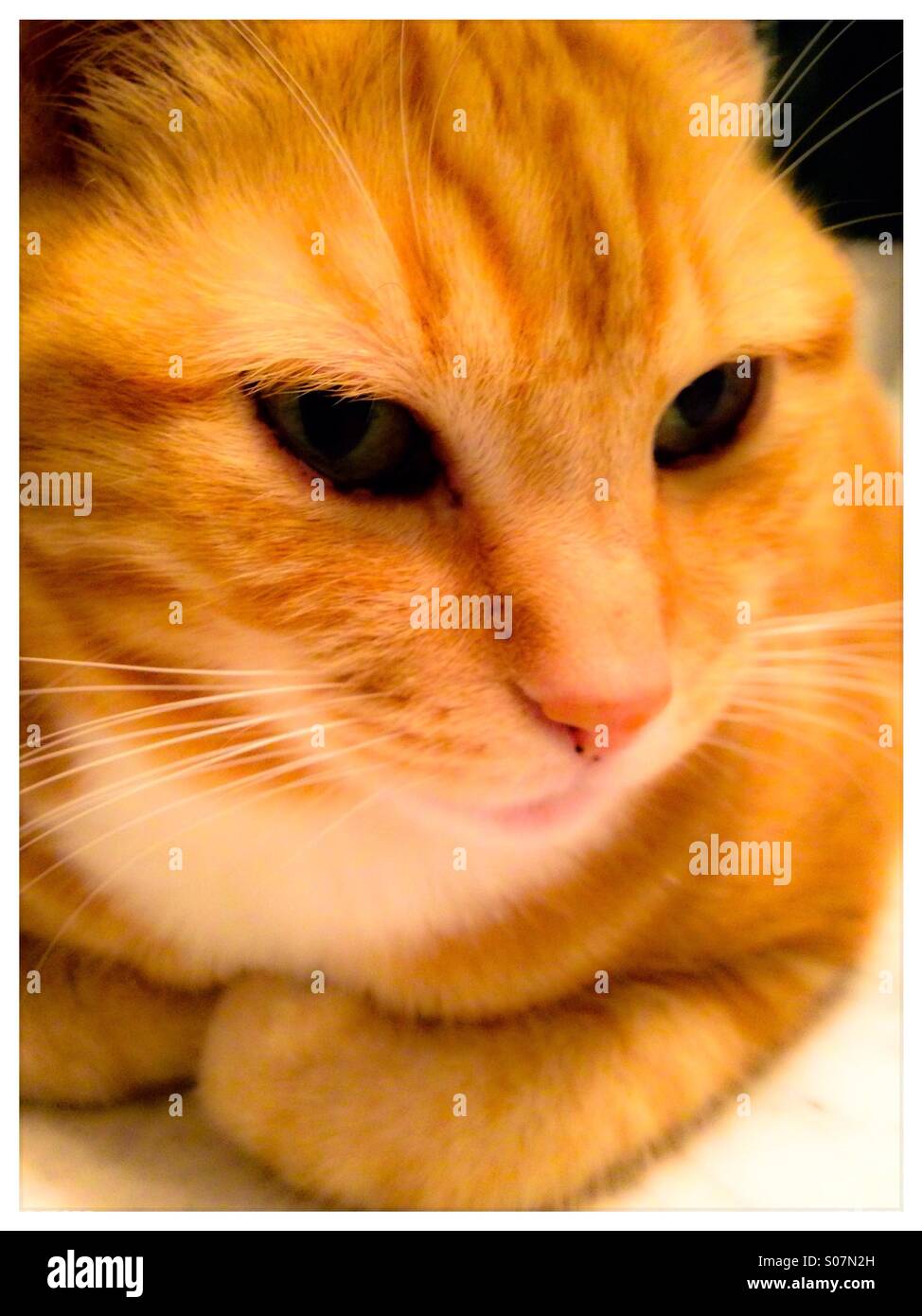 Portrait of female ginger cat Stock Photo Alamy