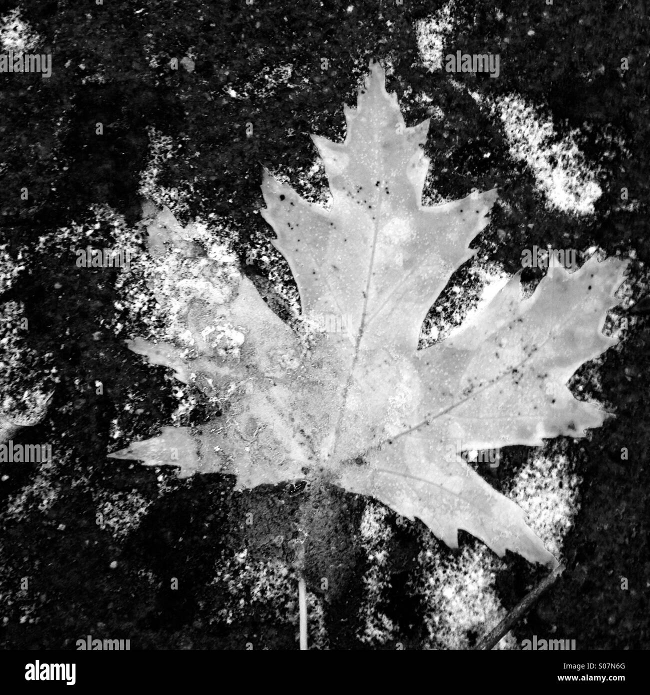 Maple leaf - Smartphone Captured Stock Image
