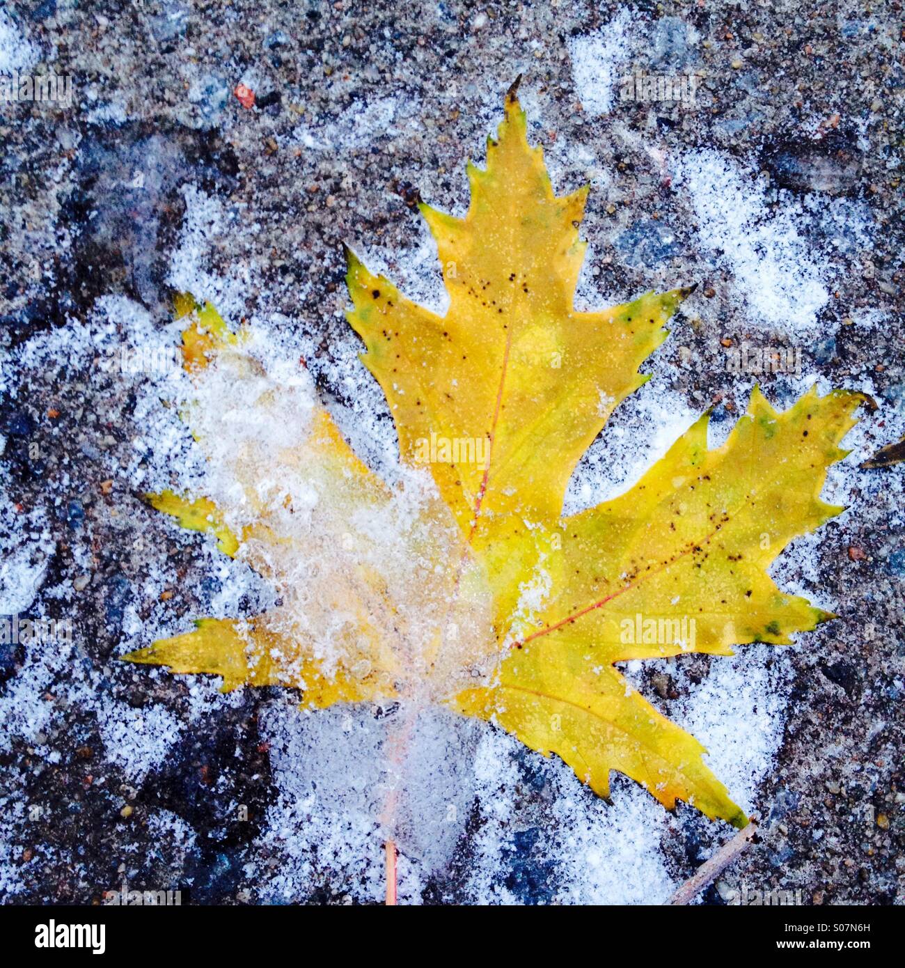Maple leaf - Smartphone Captured Stock Image