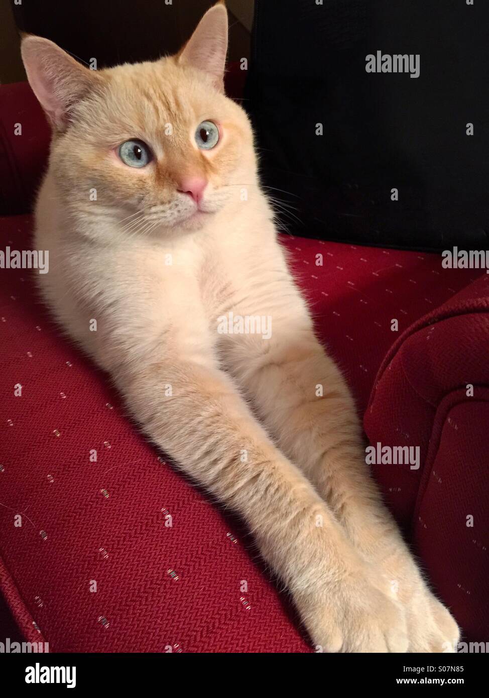 A portrait of a flame point Siamese cat with his legs extended in front of him.  Cat has blue eyes Stock Photo