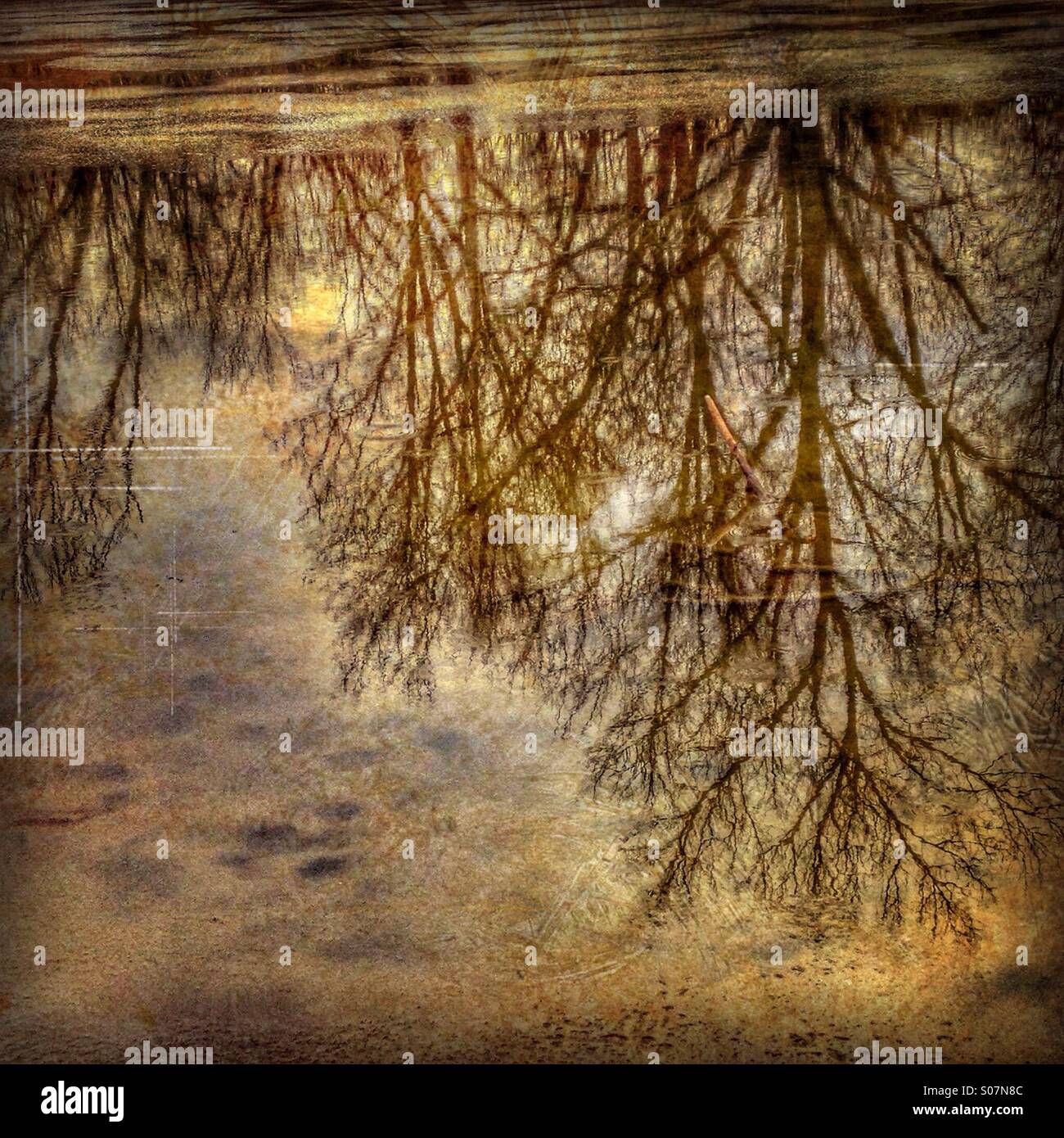 Trees reflecting in an icy pond. - Smartphone Captured Stock Image