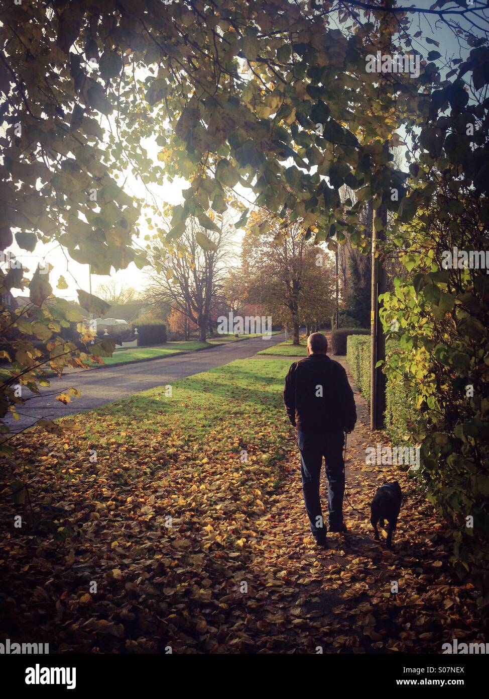 Autumn Stroll walking the dog - Smartphone Captured Stock Image