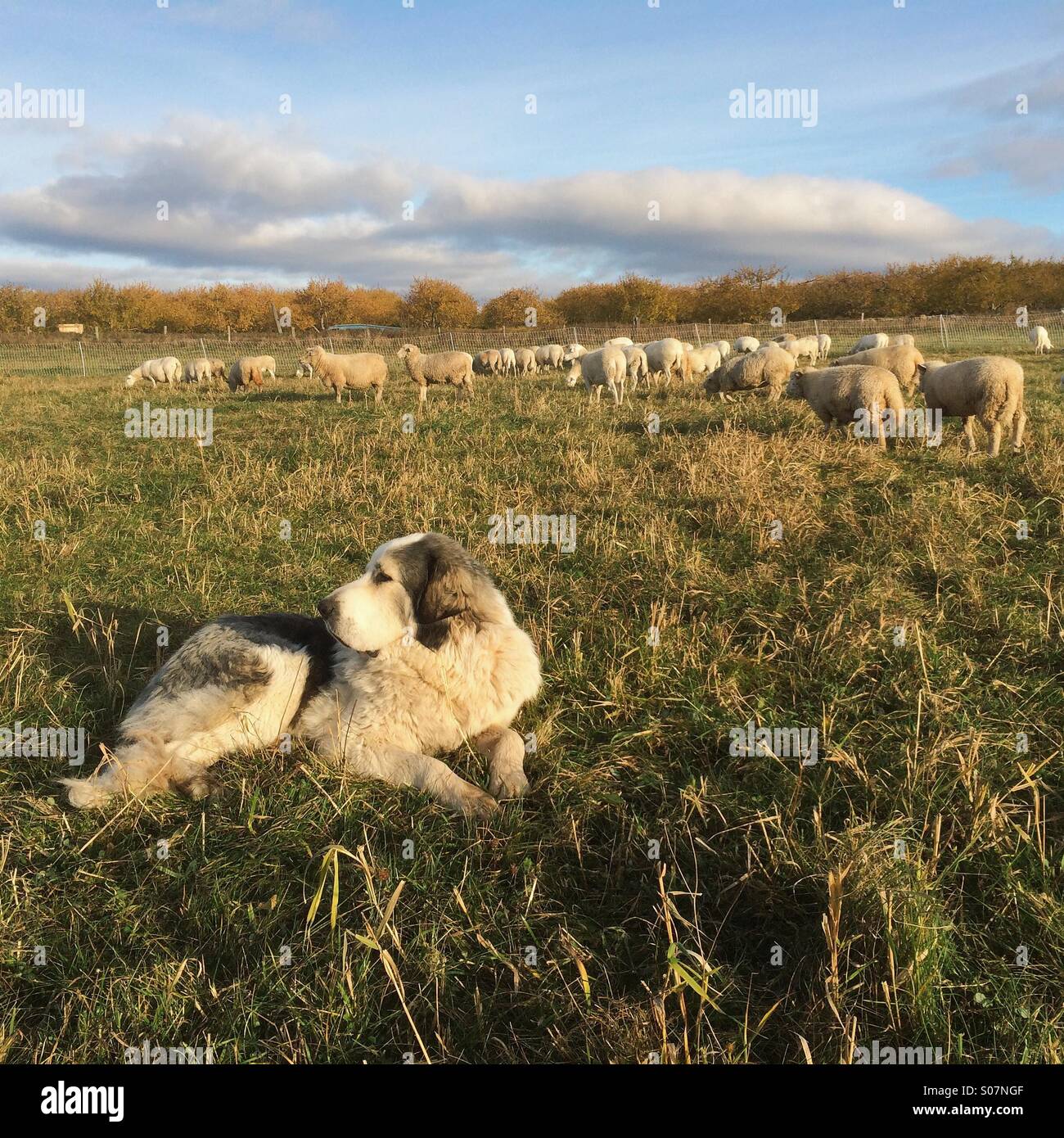 Great Pyrenees in the field guarding his sheep Stock Photo