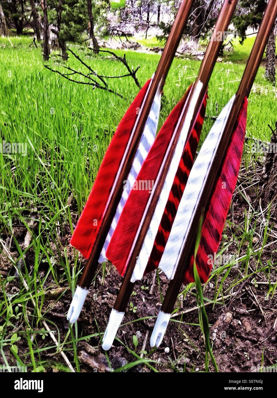 Closeup of colorful fletching on arrows in  a lush natural setting. Stock Photo